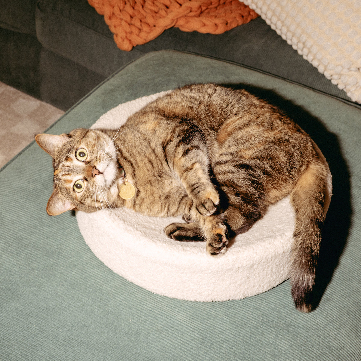 Nest-Shaped Cat Bed with Sculpted Foam Core and Faux Shearling Cover in Small, Wide or Two-Bed Set source image 10