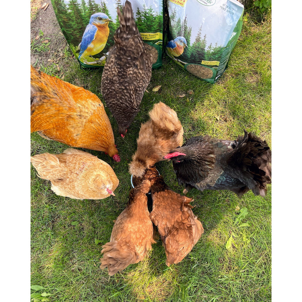 Dried Insect Poultry Feed, Mealworm and BSFL Foraging Supplement in Four Bulk Sizes for Chickens and Ducks source image 10