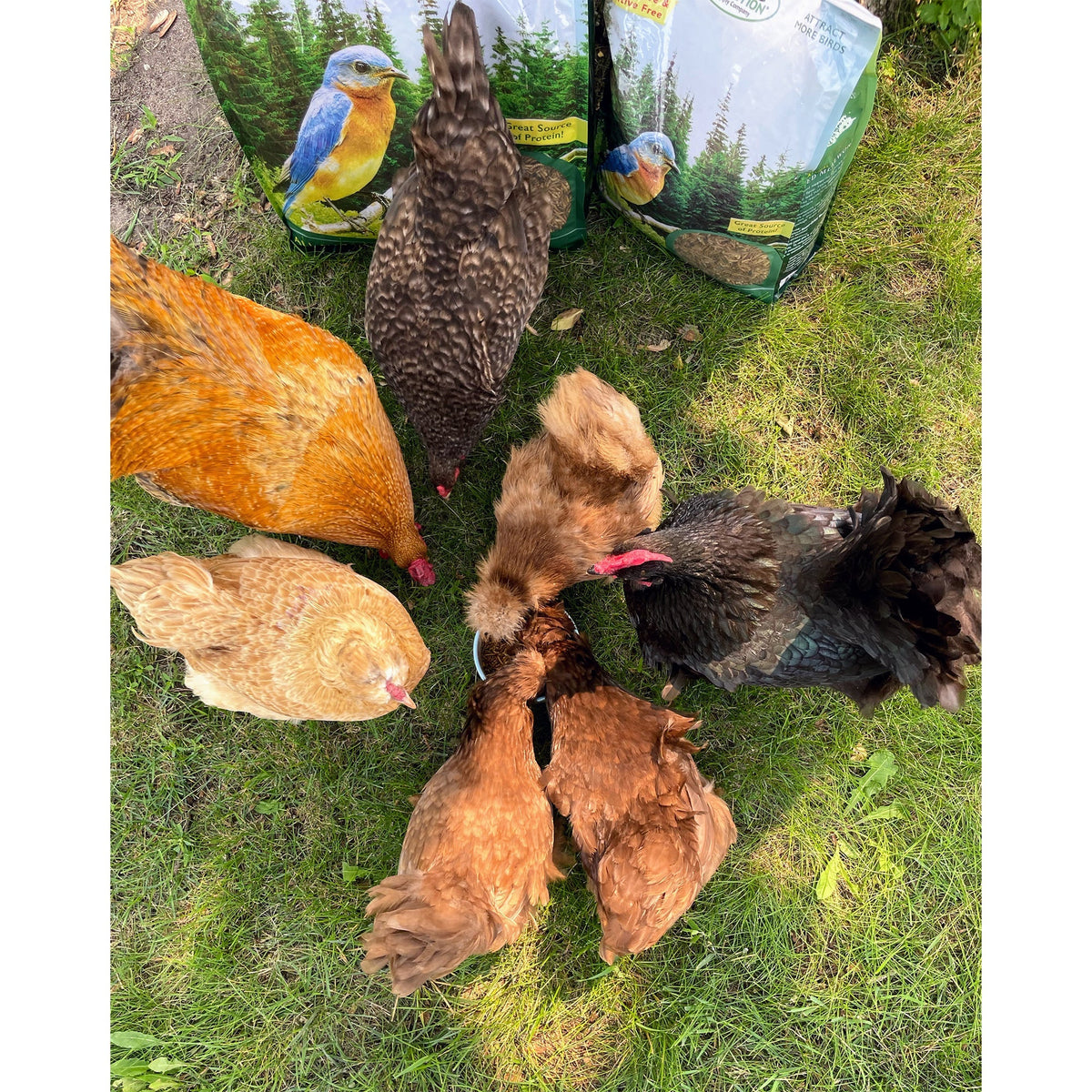Dried Insect Poultry Feed, Mealworm and BSFL Foraging Supplement in Four Bulk Sizes for Chickens and Ducks source image 10