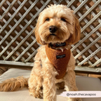 Adjustable Neck Dog Harness in Teddy Texture, Lightweight Walking Vest for XXS to Large Dogs source image 10