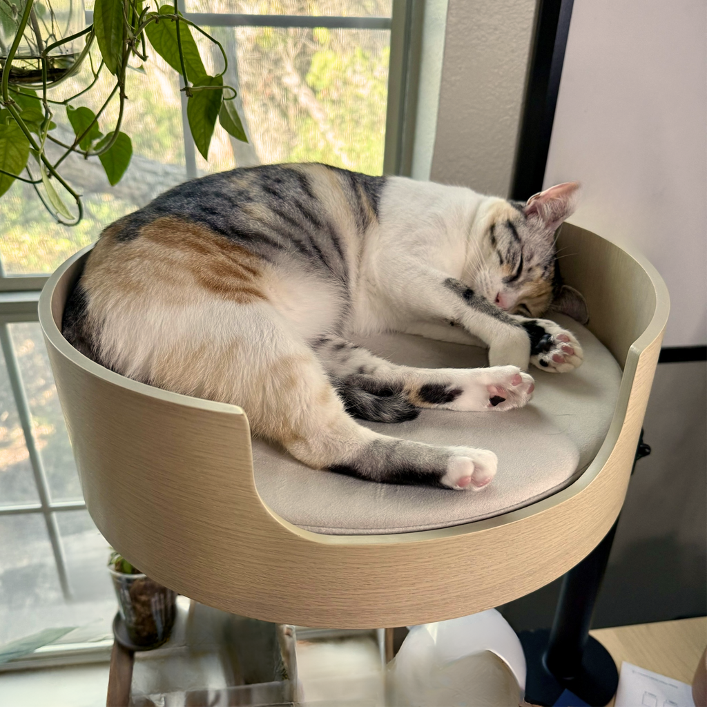 Desk-Mounted Cat Bed for Workspaces, Elevated Single or Double Nest in Walnut and White Oak Finishes source image 10