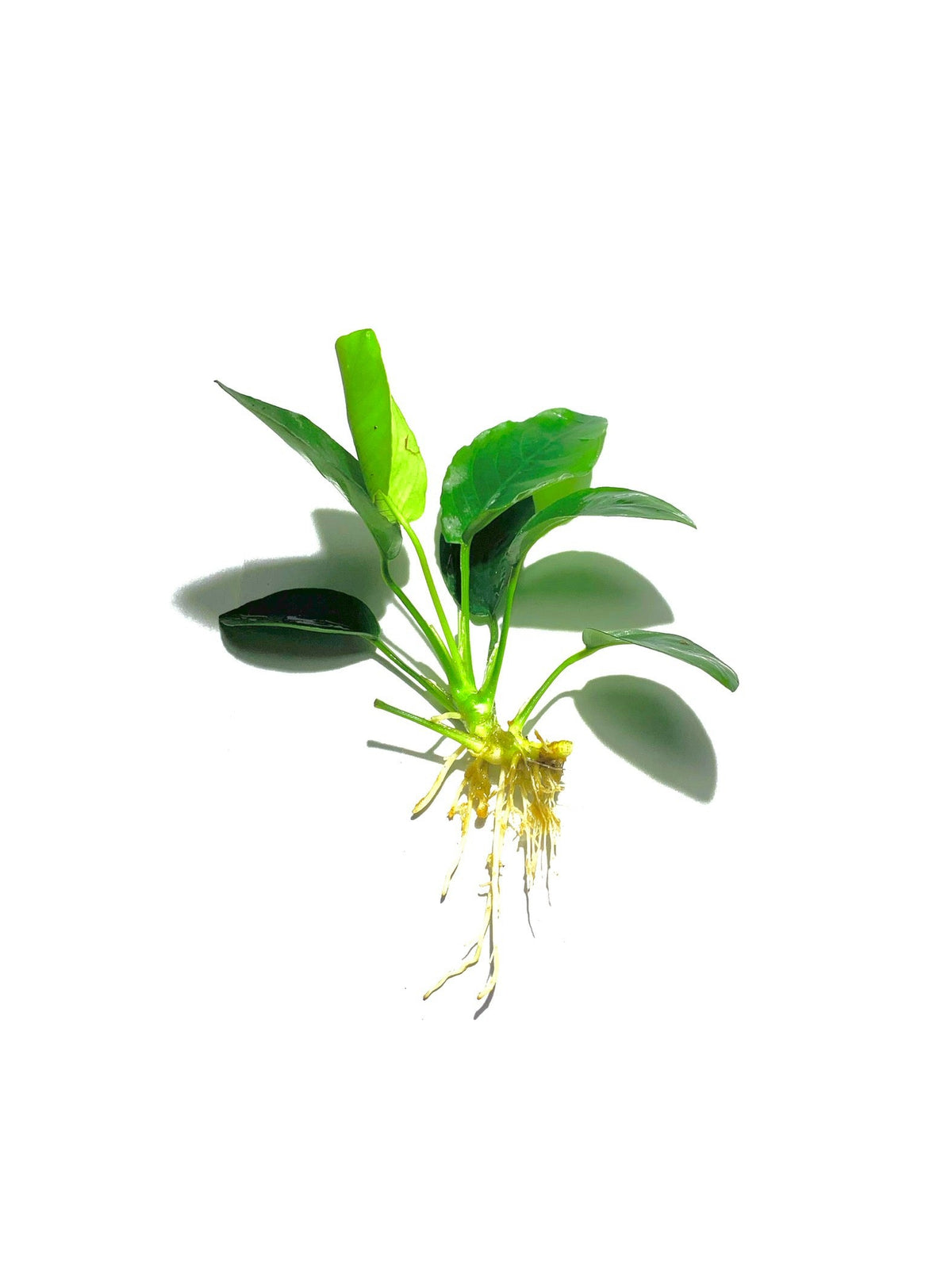 Live Anubias Barteri Aquarium Plant product image 10