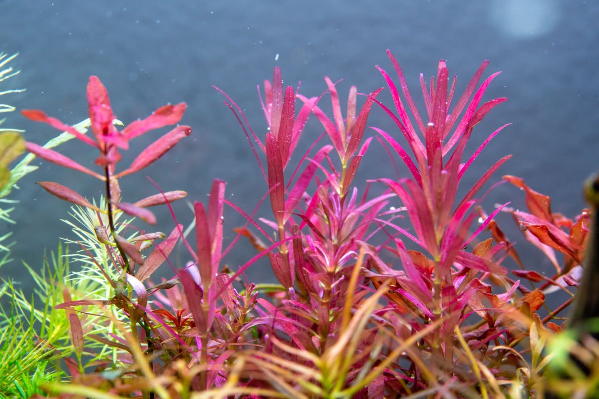 Red Rotala Aquarium Stem Plant product image 10