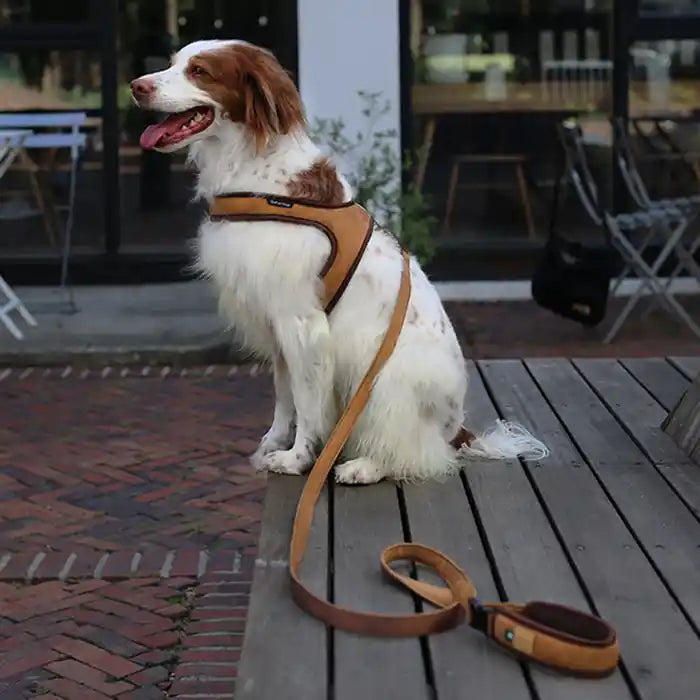 Lightweight Air Mesh Dog Harness product image 10