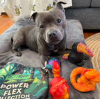 Dog Toy Collection product image 10