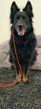 Dog Slip Leash product image 10