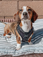 Adjustable Dog Harness product image 10