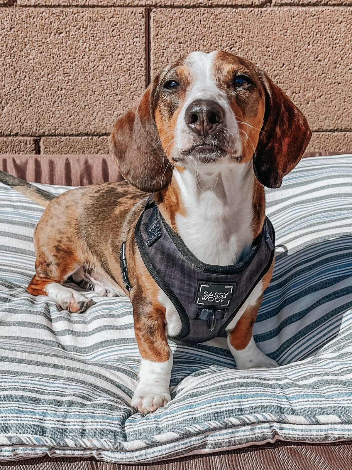 Adjustable Dog Harness product image 10