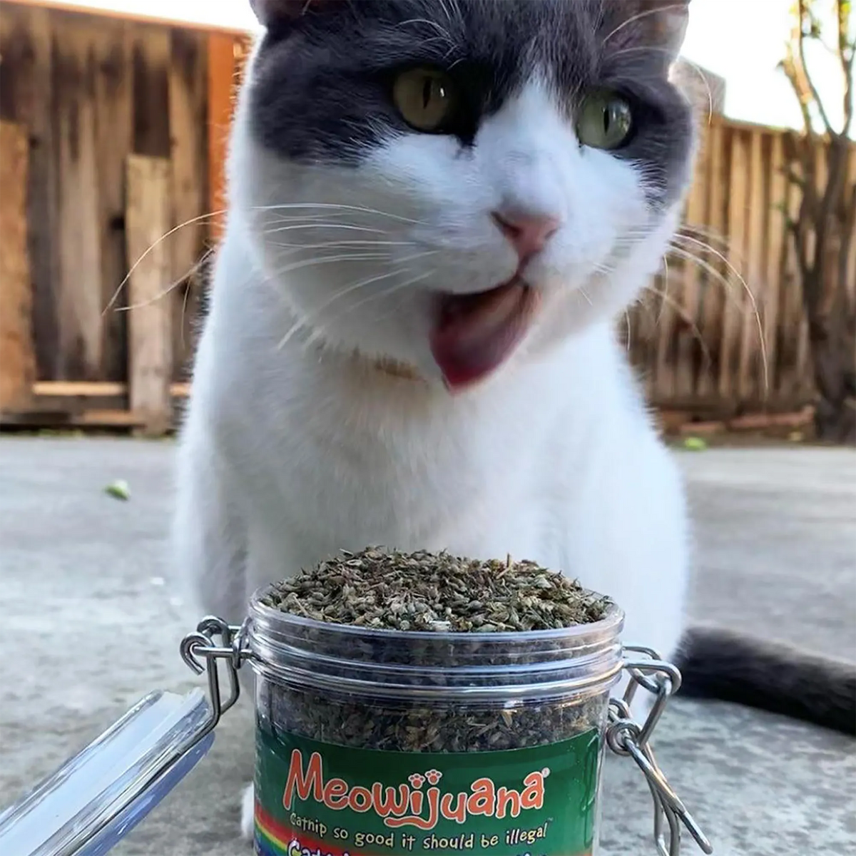 Catnip Mix product image 10