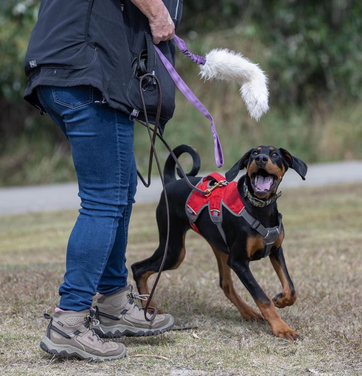 Dog Tug Toy product image 10