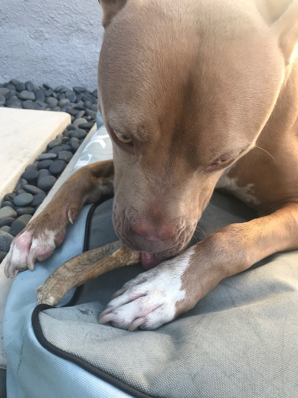 Large Lamb Horn Dog Chew product image 10
