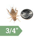 Live Feeder Crickets product image 10