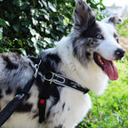 Reflective Martingale No-Pull Dog Harness product image 10