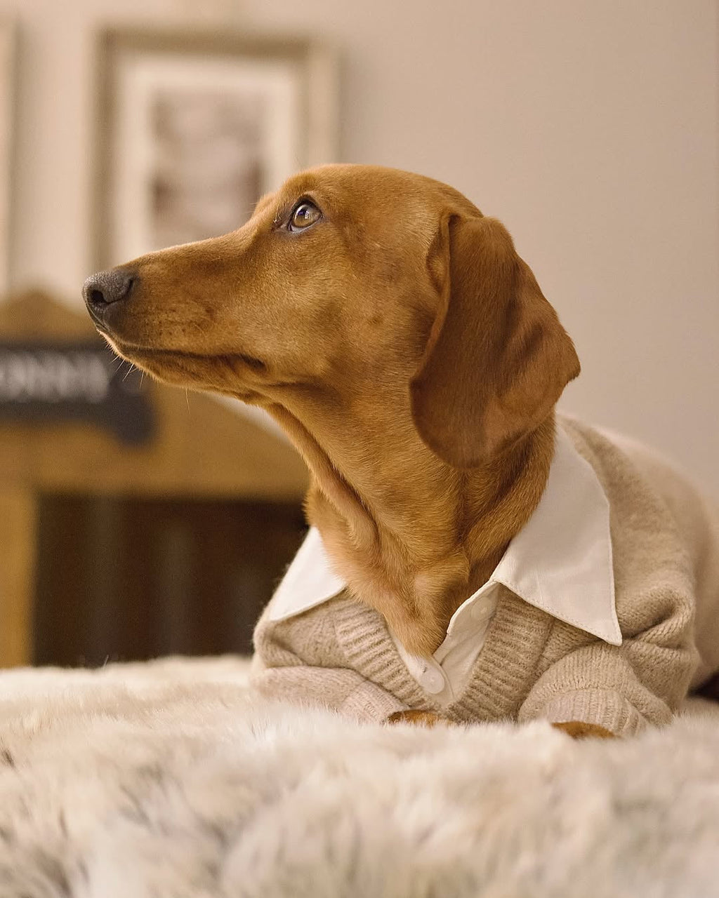 Dog Sweater product image 10
