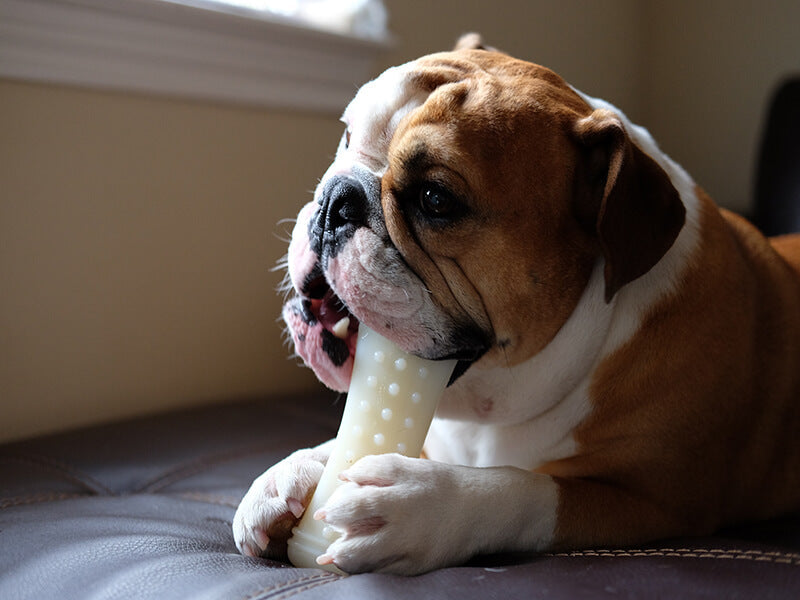 Dog Toy Box product image 10