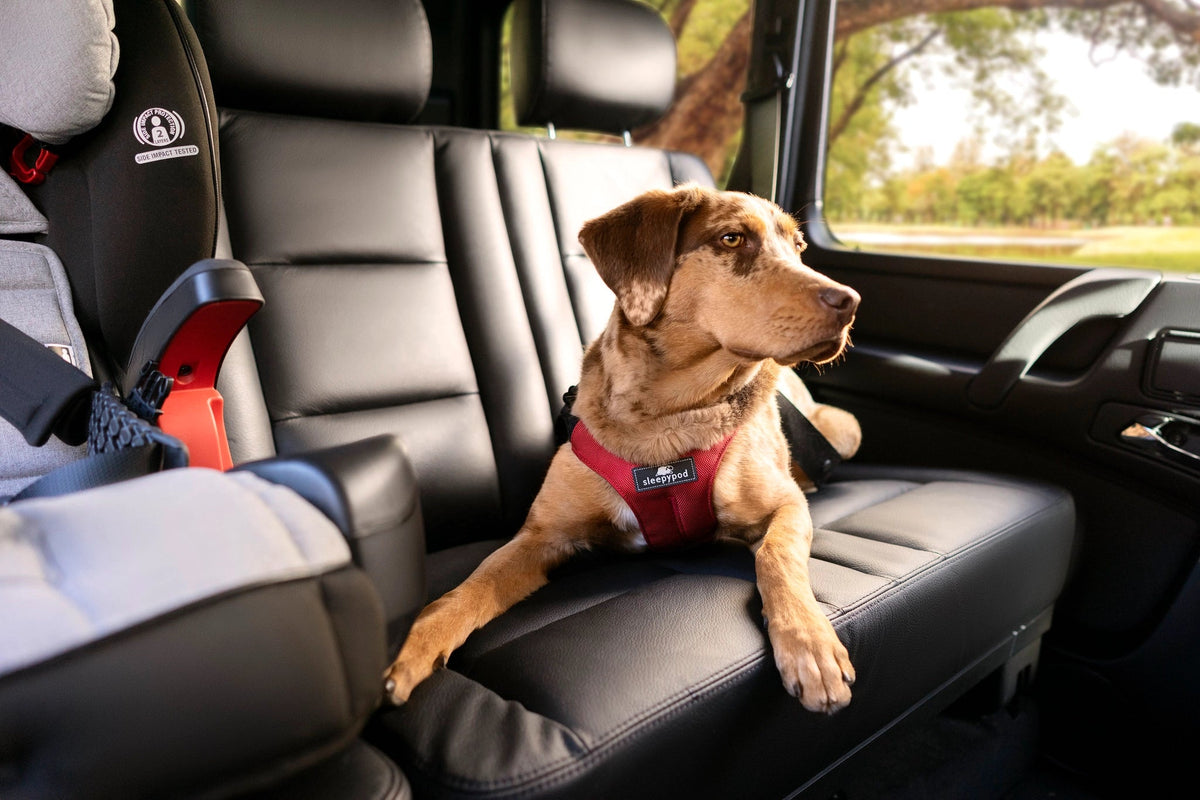 Dog Car Harness product image 10