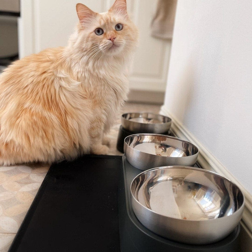 Elevated Stainless Steel Cat Bowl product image 9