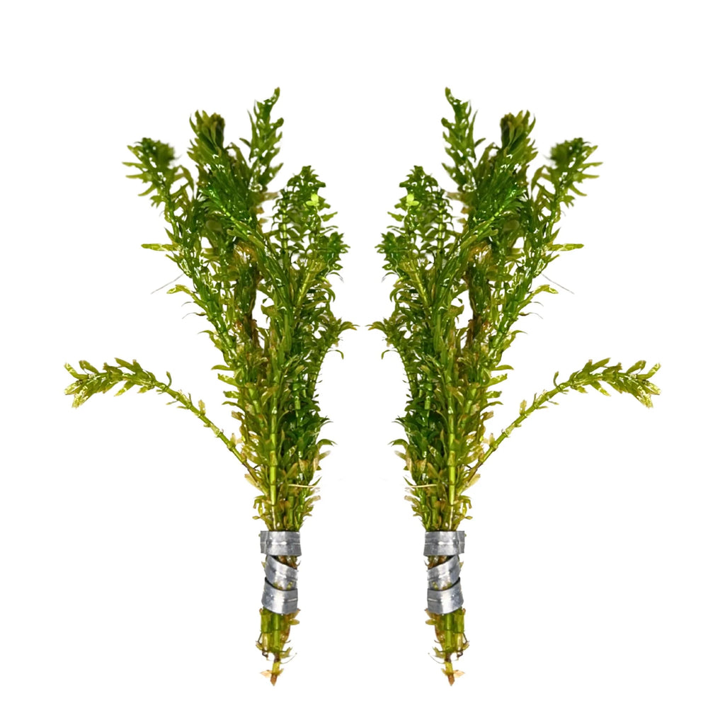 Aquatic Plants product image 10