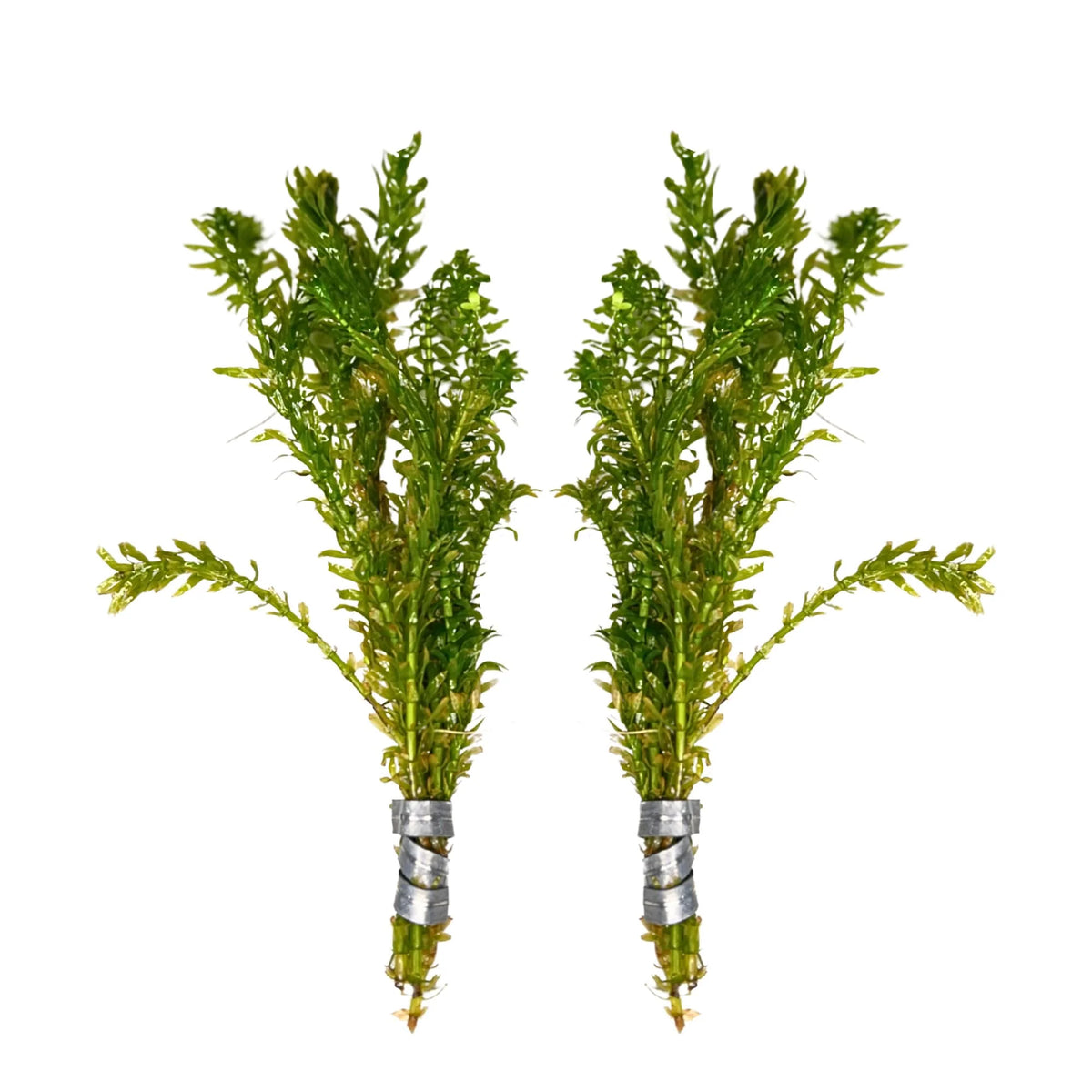 Aquatic Plants product image 10
