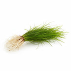 Live Aquarium Plant product image 10