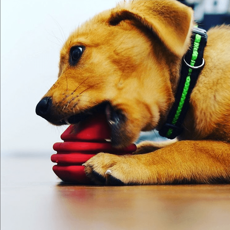 Rubber Dog Toy product image 10