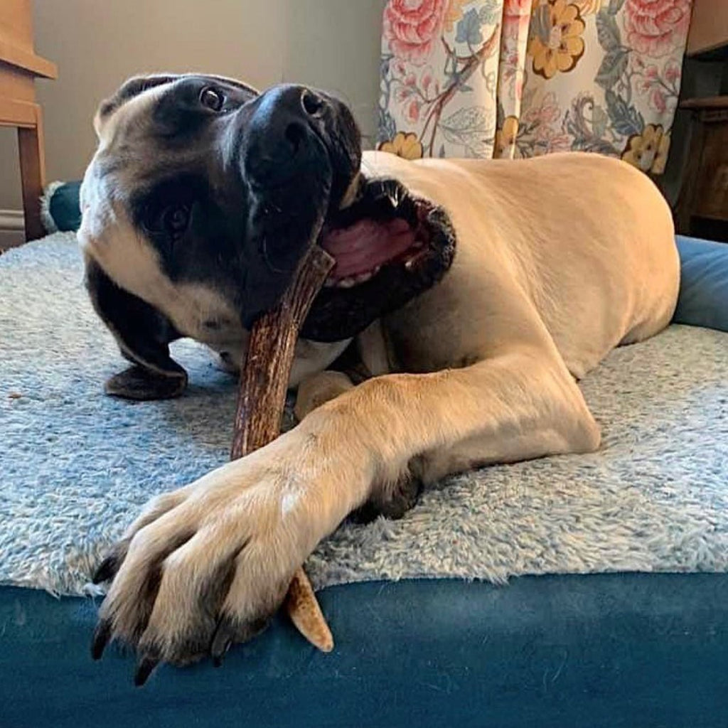 Moose Antler Dog Chew product image 10