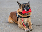 Dog Training Dummy product image 10