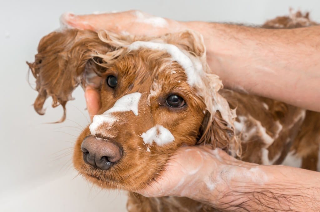 Dog Shampoo Bar product image 10