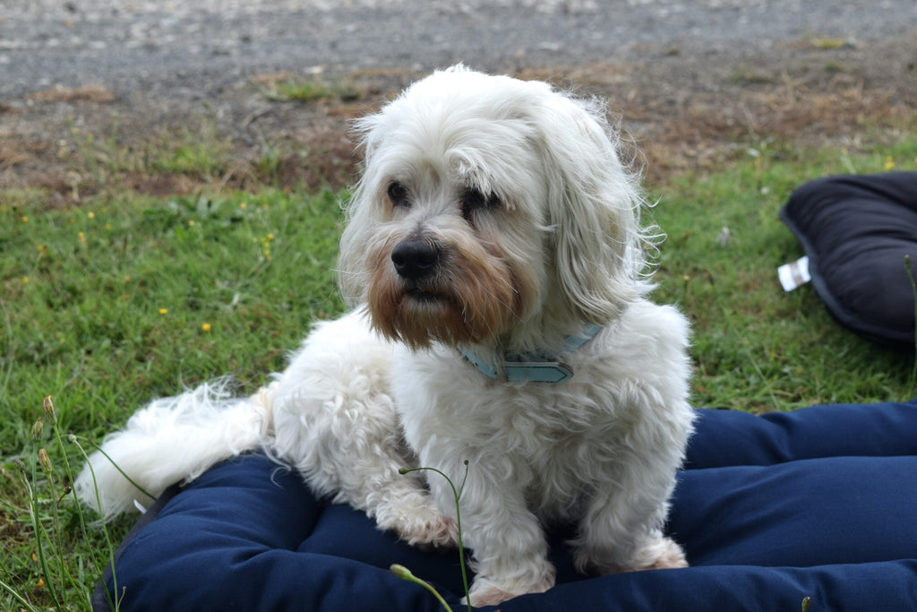 Wool Pet Bed product image 10
