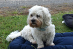 Wool Pet Bed product image 10