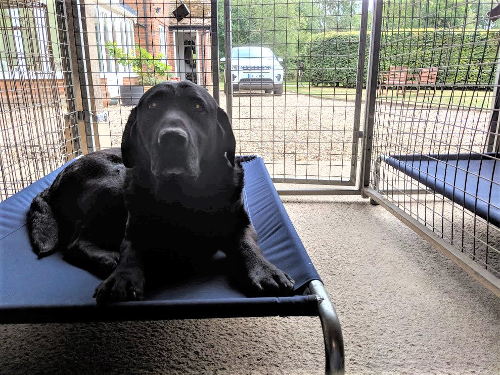 Raised Dog Bed product image 10