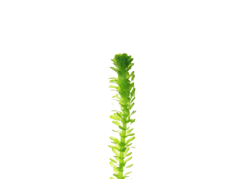 Live Anacharis Aquarium Plant product image 10