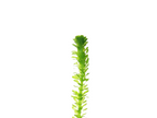 Live Anacharis Aquarium Plant product image 10