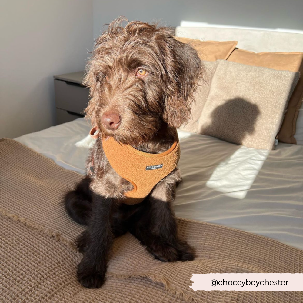 Adjustable Neck Dog Harness in Teddy Texture, Lightweight Walking Vest for XXS to Large Dogs source image 11
