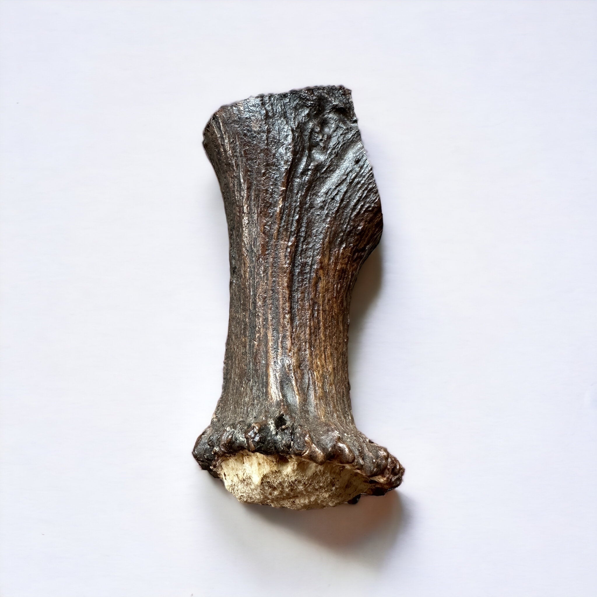 Moose Antler Base Dog Chew for Extreme Power Chewers, Dense Single-Piece Treat in Three Weight-Based Sizes source image 11