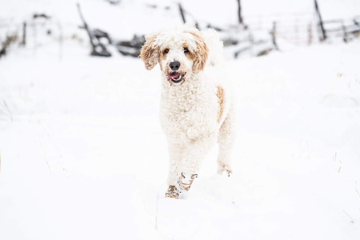 Water-Resistant Dog Booties, One Pair with Leather Soles and Neoprene Uppers for All-Weather Walks source image 11