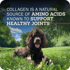 A brown dog sitting in a grass field with their Redbarn Collagen Braid on their paws. The title reads, 'Collagen is a natural source of amino acids known to support healthy joints.'