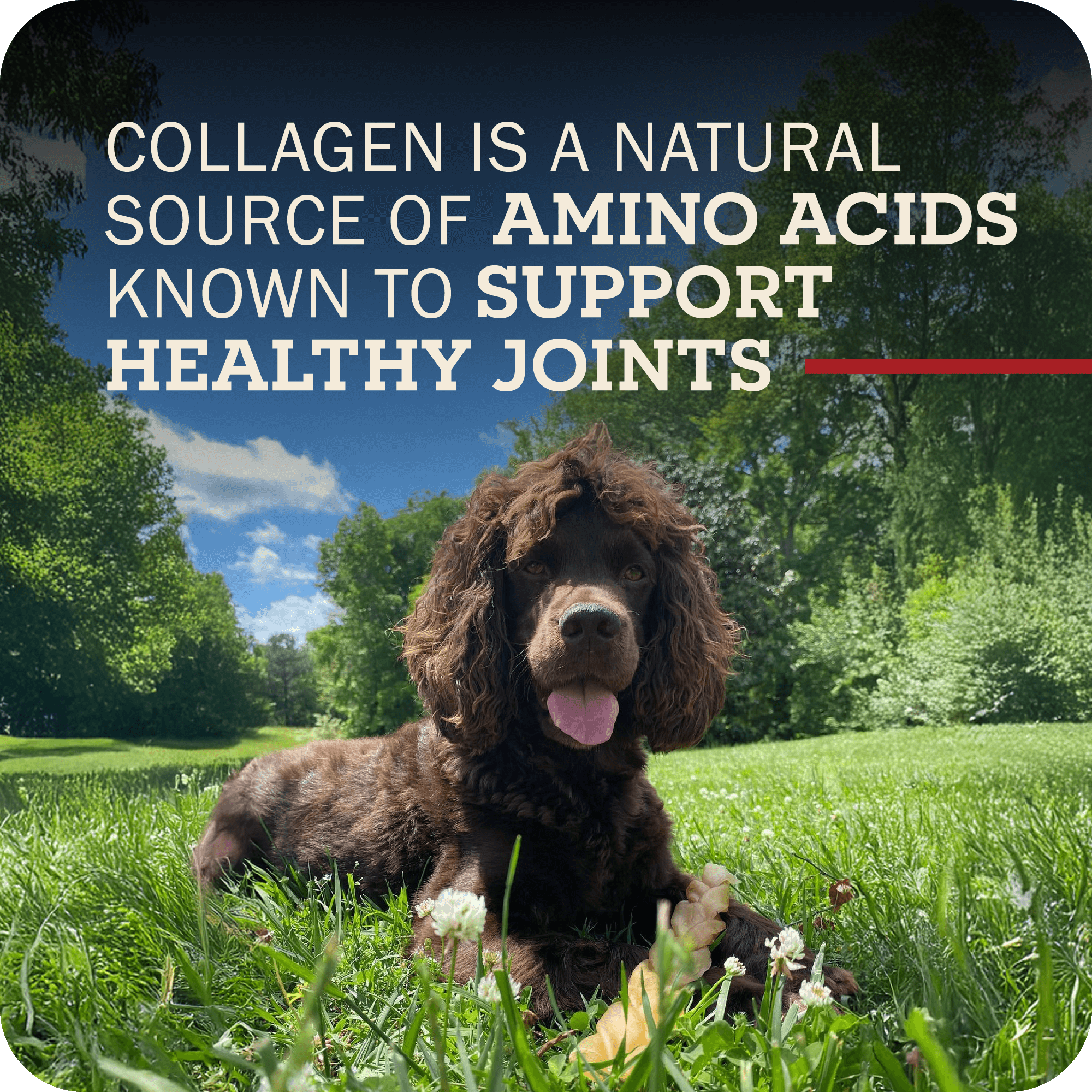A brown dog sitting in a grass field with their Redbarn Collagen Braid on their paws. The title reads, 'Collagen is a natural source of amino acids known to support healthy joints.'