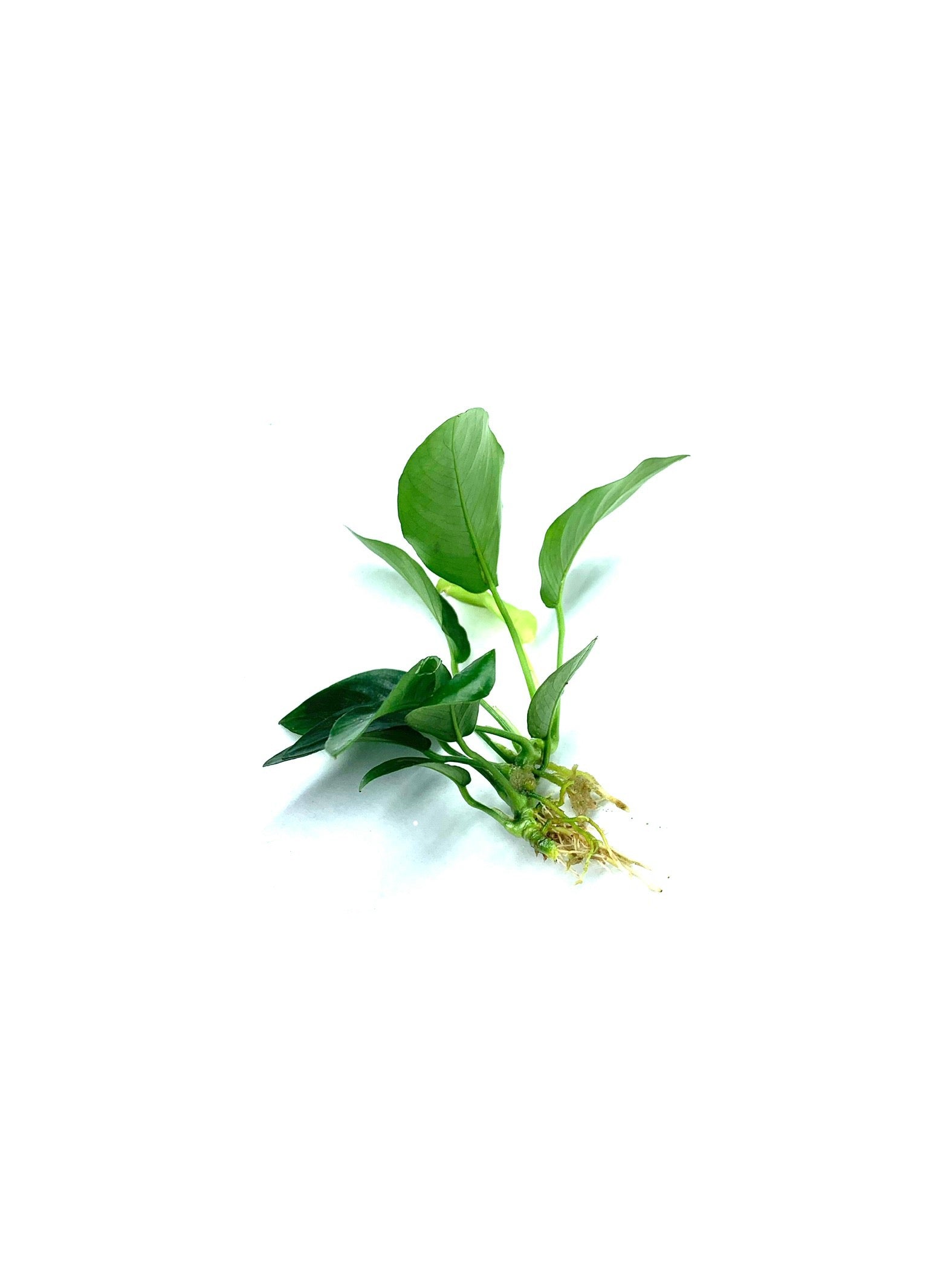 Live Anubias Barteri Aquarium Plant product image 11