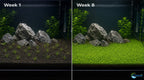 Live Aquarium Plant product image 11