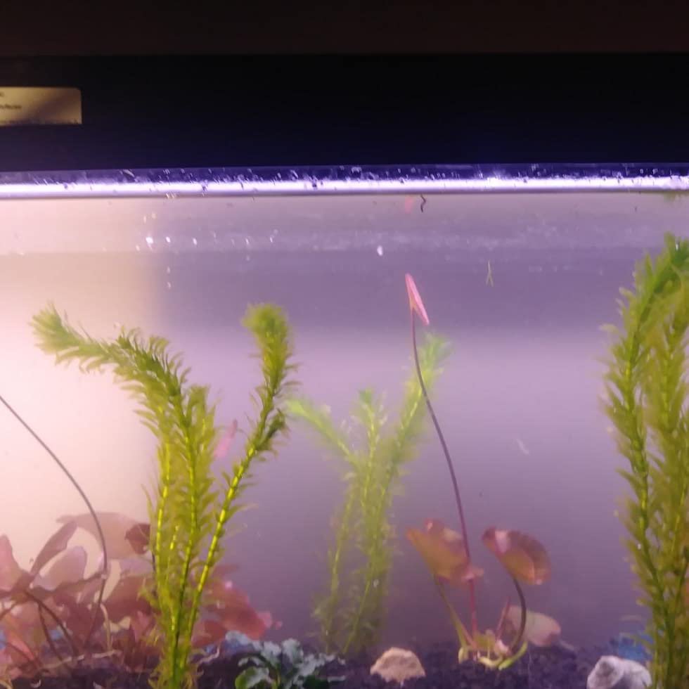 Live Anacharis Aquarium Plant product image 11