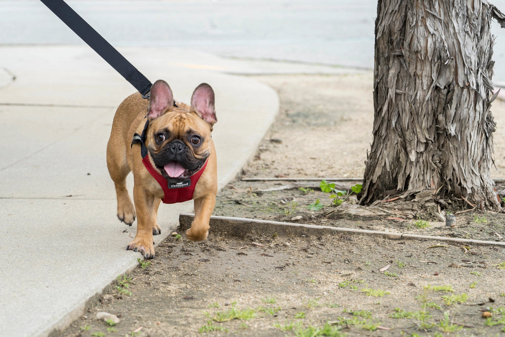Dog Car Harness product image 11