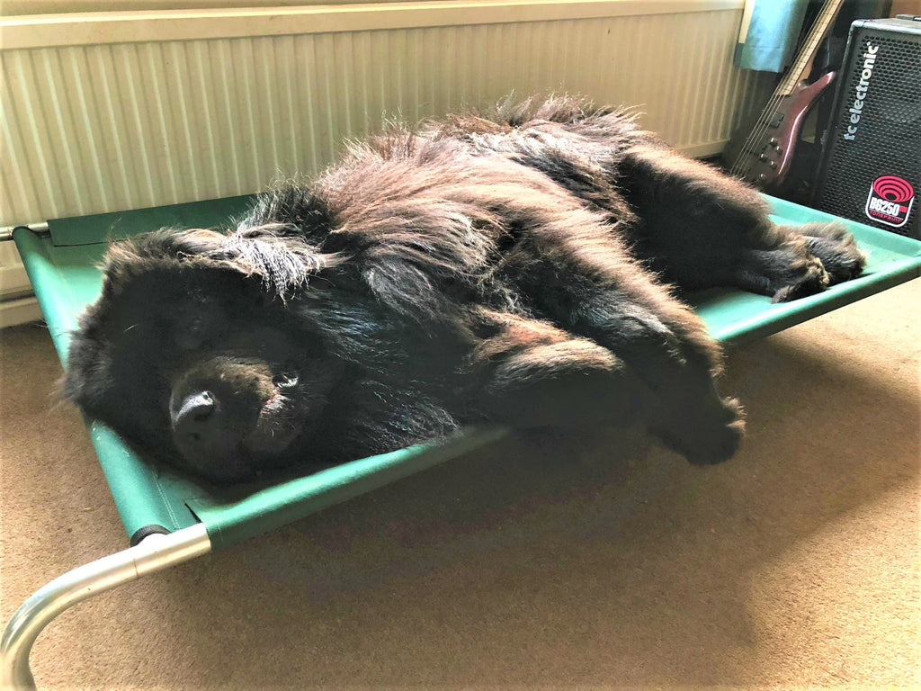 Raised Dog Bed product image 11