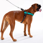 Dog Harness product image 11