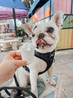 Adjustable Dog Harness product image 11