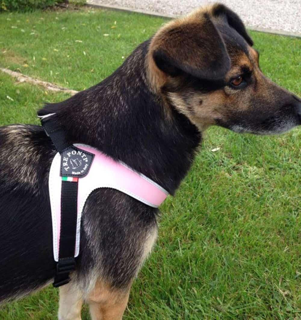 Pet Harness product image 11