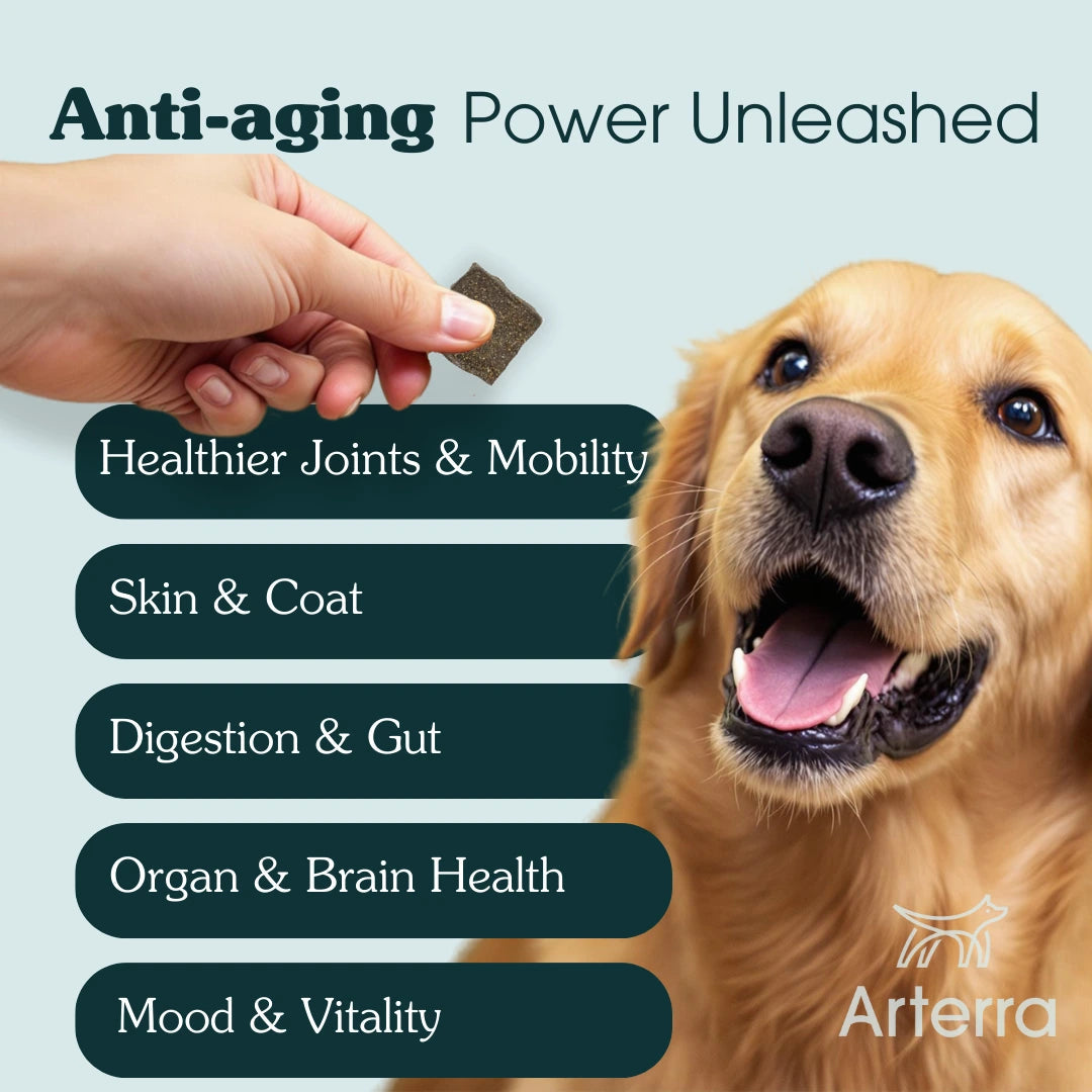 Adult Dog Multivitamin product image 11