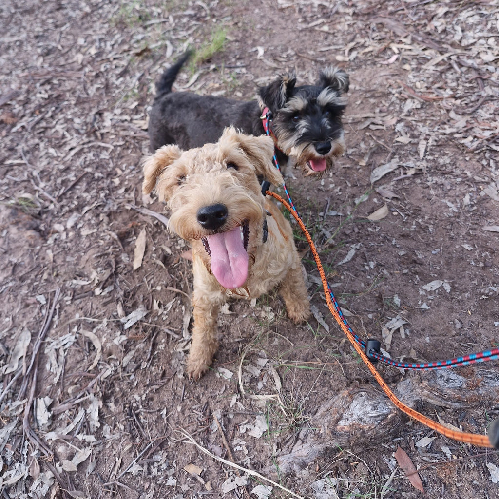 Dog Training Slip Leash product image 11