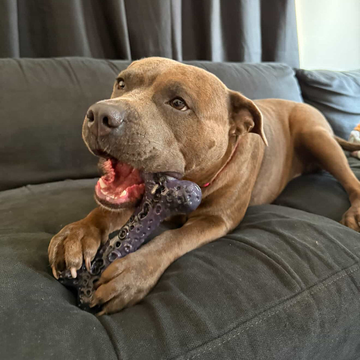 Dog Chew Toy Collection product image 11