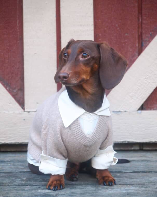 Dog Sweater product image 11